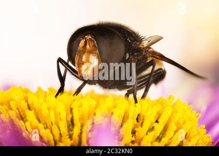 Mouche pellucide, Hoverflies pellucide, Grand planque à pied, Volucella pellucens Banque D'Images