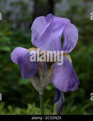 Gros plan d'une fleur en fleur de l'iris violet pâle Banque D'Images