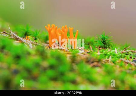 CALOCERA FURCATA, un genre de champignons dans la forêt d'automne en ordre Dacrymycetes Banque D'Images