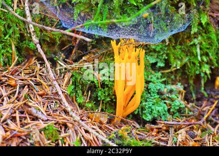 CALOCERA FURCATA, un genre de champignons dans la forêt d'automne en ordre Dacrymycetes Banque D'Images