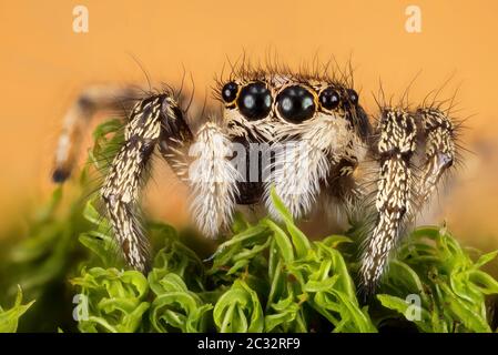 Macro Focus Portrait d'empilage de Zebra Spider ou Common Jumping Spider . Son nom latin est Salticus scenicus. Banque D'Images