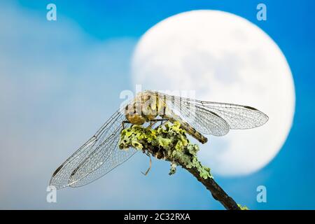 Macro Stacking photo de mise au point de Darter vagabond avec la lune en arrière-plan. Son nom latin est Sympetrum vulgatum. Banque D'Images