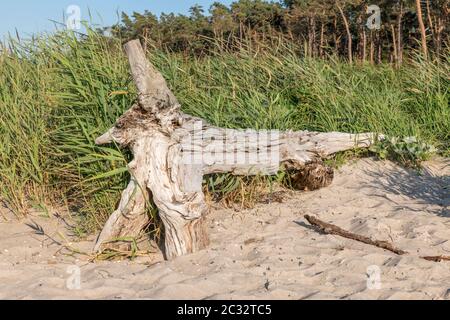 Vieux tronc se trouve sur une plage de sable avec des dunes, forêt et ciel nuageux Banque D'Images