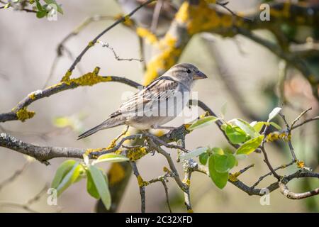 Maison du Bruant (Passer domesticus) sur un arbre Banque D'Images