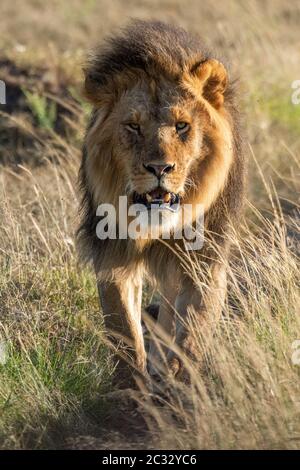 Lion mâle marchant vers la caméra dans l'herbe Banque D'Images