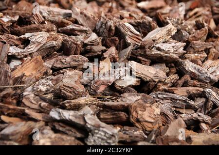 Vue rapprochée texture broyée fragments déchiquetés écorce de bois. Banque D'Images