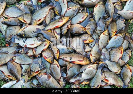 Pile de croûtes attrapés. Pêche réussie. Tas de Carassius carassius. Poisson de rivière fraîchement pêché Banque D'Images