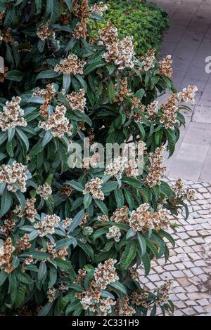 Vue rapprochée des fleurs d'un arbre de loquat. Banque D'Images