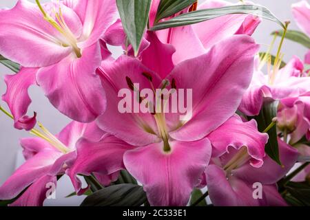 Close-up of pink liles de fleurs. Noms communs pour l'espèce de ce genre : fairy lily rainflower zephyr lily lily lily Atamasco magique et la pluie li Banque D'Images