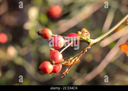 Les rosehivers sur l'arbuste épineux, les rosehivers sont des remèdes naturels Banque D'Images