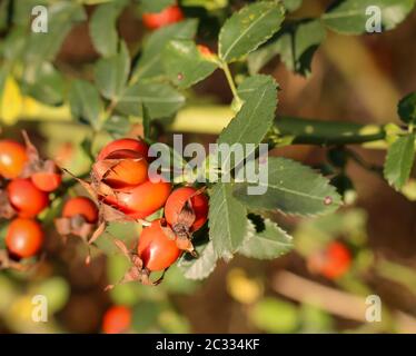 Les rosehivers sur l'arbuste épineux, les rosehivers sont des remèdes naturels Banque D'Images