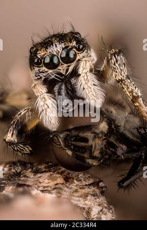 Macro Focus Portrait d'empilage de Zebra Spider ou Common Jumping Spider . Son nom latin est Salticus scenicus. Banque D'Images