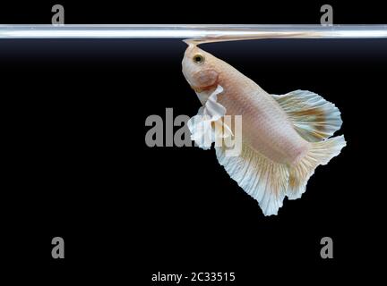 Belle couleur perle les poissons de betta respirent sur la surface de l'eau. Banque D'Images