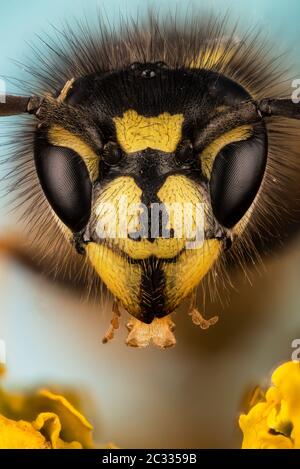 Macro superposition Portrait de la mise au point de la guêpe commune. Son nom latin est Vespula vulgaris. Banque D'Images