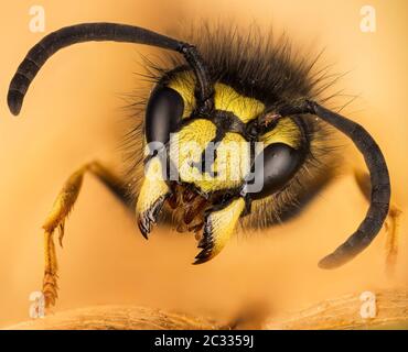 Macro superposition Portrait de la mise au point de la guêpe commune. Son nom latin est Vespula vulgaris. Banque D'Images