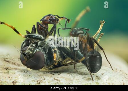 Mise au point sur empilage de photos en bois rouge. Ils sont le nom latin Formica rufa. Banque D'Images