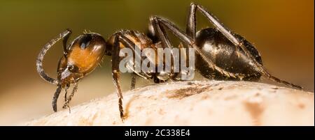 Mise au point Portrait empilable en bois rouge Ant. Son nom latin est Formica rufa. Banque D'Images