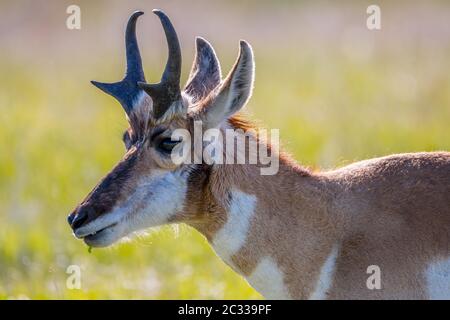 Dans le domaine de l'Antilope Custer State Park, le Dakota du Sud Banque D'Images
