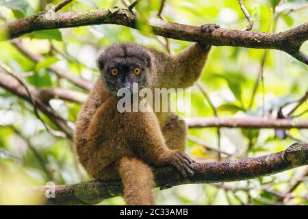 Femelle de lémuriens à tête blanche, Eulémur albifrons, sur branche dans la forêt tropicale de Madagascar. Réserve forestière de Nosy Mangabe. Madagascar faune et nature sauvage Banque D'Images