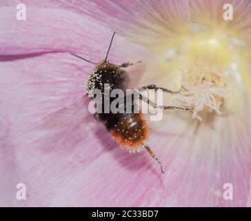 Abeille européenne 'Osmia cornuta' Banque D'Images