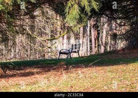 Banc en bois marron sous un grand arbre sur l'herbe verte Banque D'Images