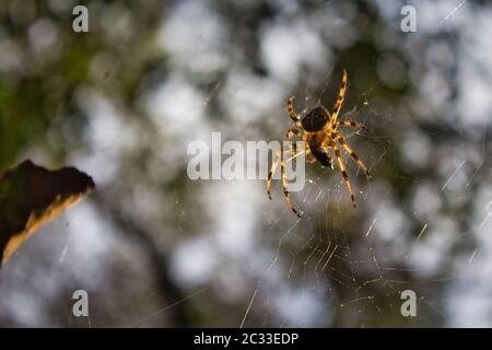 Araneus diadematus sur son toile de araignée. Araignée de jardin de Galice, Espagne Banque D'Images
