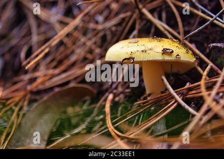 Amanita phalloïde entre la végétation en Galice, Espagne. Nom galicien: PAN de sapo, PAN do demo, cacacaforre de morte Banque D'Images