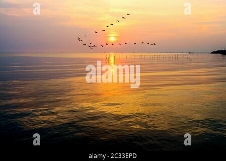 Flock of seagulls flying bird dans une ligne par le soleil jaune vif sur la lumière dorée du soleil et ciel refléter l'eau de la mer belle nature l Banque D'Images