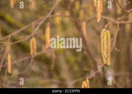 Arbre aux noisettes avec beaucoup de gros pollen jaune aux noisettes Banque D'Images