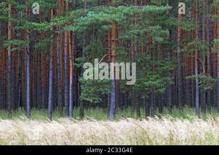 Forêt de pins en haute Lusatia en Saxe Banque D'Images