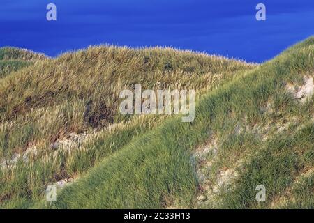 Dunescape au premier feu du matin sur la côte danoise de la mer du Nord Banque D'Images