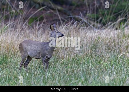 Femelle Roe Deer sur un pré de gibier près d'une bordure de forêt / Capranolus capranolus Banque D'Images