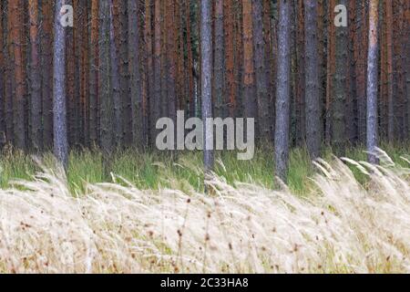 Forêt de pins en haute Lusatia en Saxe Banque D'Images