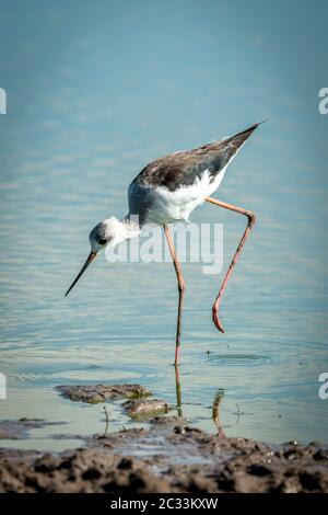 Black-winged stilt immatures debout sur une jambe Banque D'Images