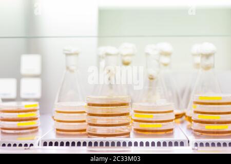 Échantillons de culture cellulaire sur MILIEU de gélose LB dans des boîtes de Petri et flacon Erlenmeyer à flux laminaire. Les plaques de gélose sont utilisées par les biologistes pour la culture de cellules, de moisissures Banque D'Images