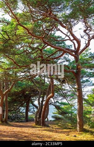 Bois de conifères à l'île de Hvaler en Norvège Banque D'Images