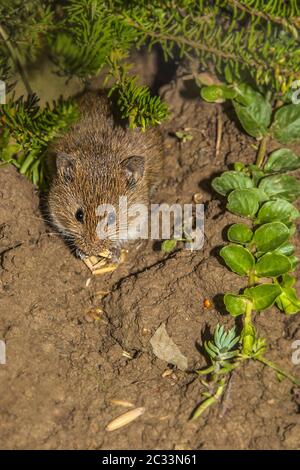 Souris de champ 'Microtus arvalis' Banque D'Images