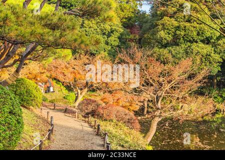 Tokyo Metropolitan Park jardin japonais de l'KyuFurukawa donnant sur le chemin des érables et des pins par arbres en automne. Banque D'Images