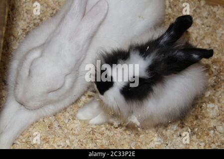 Belle belle des lapins dans la réserve naturelle locale Banque D'Images