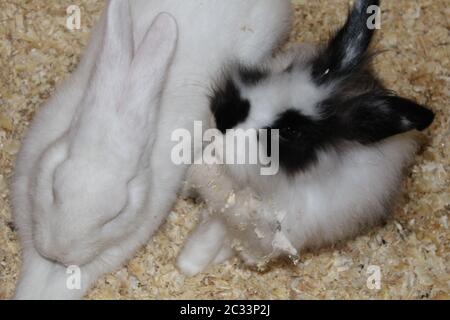 Belle belle des lapins dans la réserve naturelle locale Banque D'Images