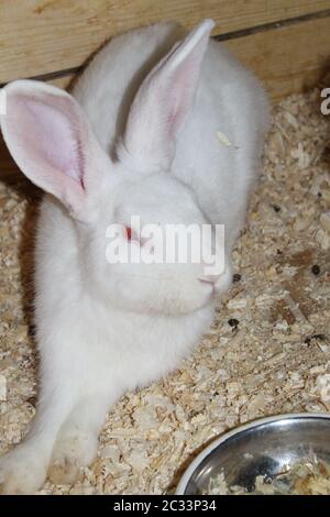 Belle belle des lapins dans la réserve naturelle locale Banque D'Images