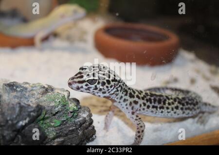Une douce petite Eublepharis macularius, lézard gecko léopard Banque D'Images