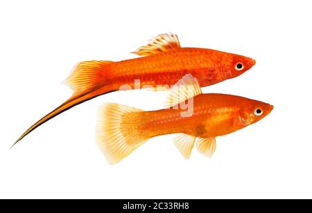 Rouge espadon mâle Xiphophorus helleri poisson aquarium isolé sur blanc Banque D'Images