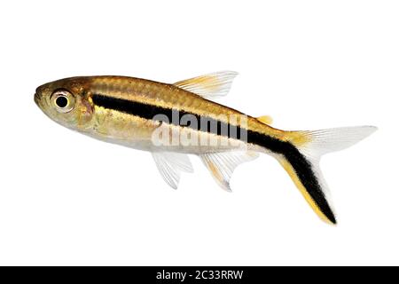 Penguin Tetra Thayeria boehlkei poisson d'aquarium de la ligne noire de pingouinfish Banque D'Images
