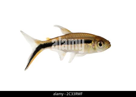 Penguin Tetra Thayeria boehlkei poisson d'aquarium de la ligne noire de pingouinfish Banque D'Images