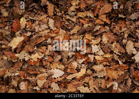 Les feuilles de chêne couvrent complètement le fond de la forêt Banque D'Images