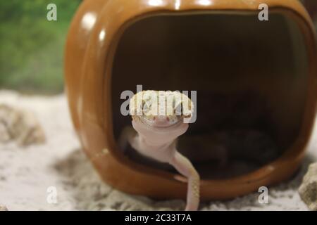 Une douce petite Eublepharis macularius, lézard gecko léopard Banque D'Images