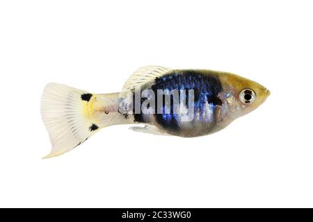 Platy bleu vert métallisé Xiphophorus maculatus poisson aquarium tropical Banque D'Images