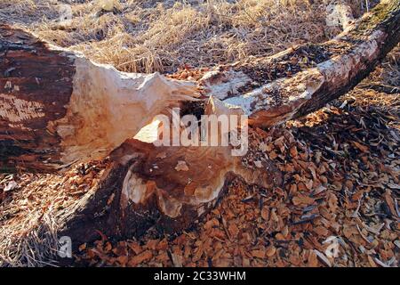 Un arbre à feuilles caduques rongé et abattu par un castor. Morsure d'un castor sur un arbre Banque D'Images