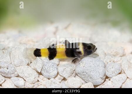 Bumblebee goby Brachygobius doriae gobies poissons tropicaux d'aquarium Banque D'Images
